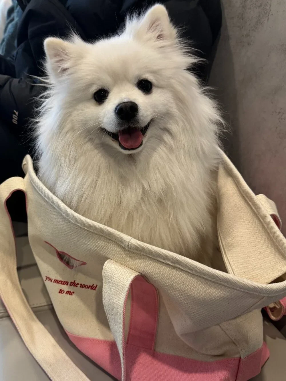 ISO Glossier X Bark Balm Dogcom & Toy Brow